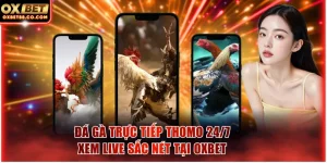 đá gà trực tiếp Thomo 24/7