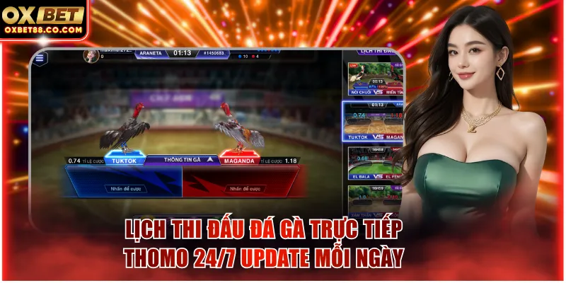 Lịch thi đấu đá gà trực tiếp thomo 24/7 update mỗi ngày